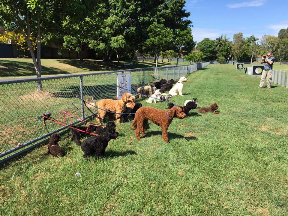 Frascott Large / Boisterous Fenced Dog Agility Dog Park | park | 44 Frascott Ave, Varsity Lakes QLD 4227, Australia