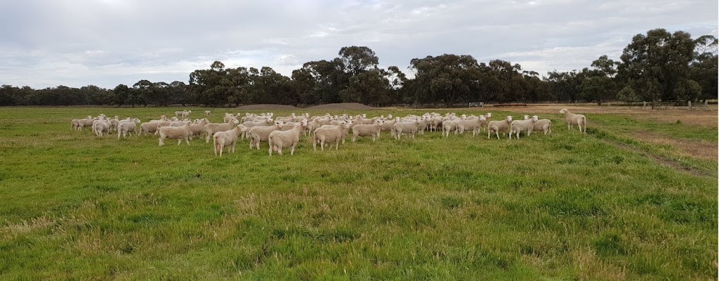 Karoola White Suffolk Stud | 24904 Mid Western Hwy, Hay NSW 2711, Australia | Phone: 0429 856 109