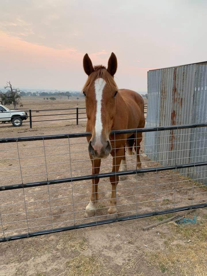 Heavy Horse Heaven | 141, Elms Rd, Lade Vale NSW 2581, Australia | Phone: 0423 846 113