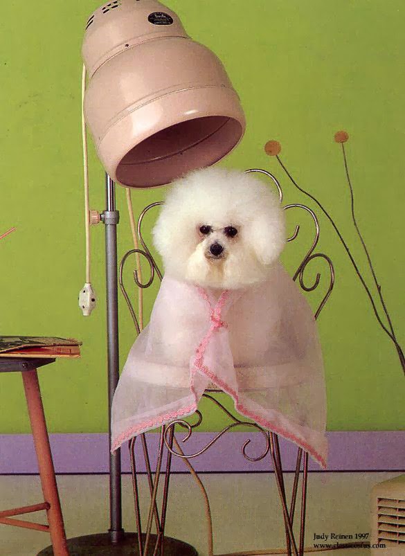 Picture Pawfect Dog Groomin Salon | store | 2/248 Station St, Edithvale VIC 3196, Australia | 0421944924 OR +61 421 944 924