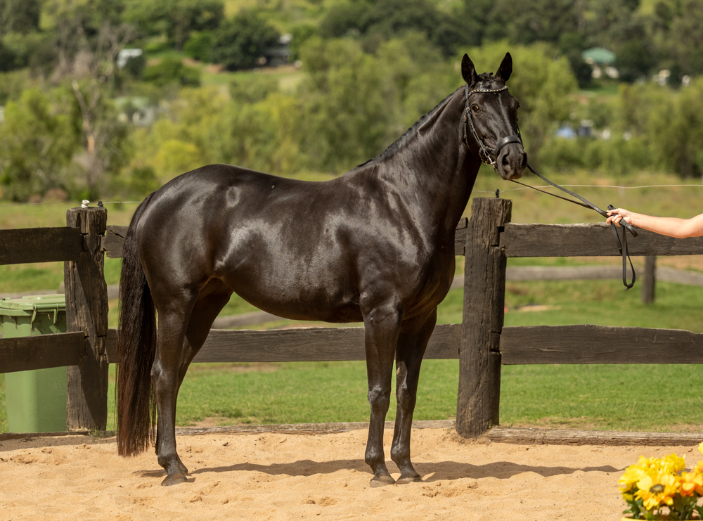 Horsing Around Riding Centre | 4A Jirrima Cres, Cooroibah QLD 4565, Australia | Phone: 0417 074 486