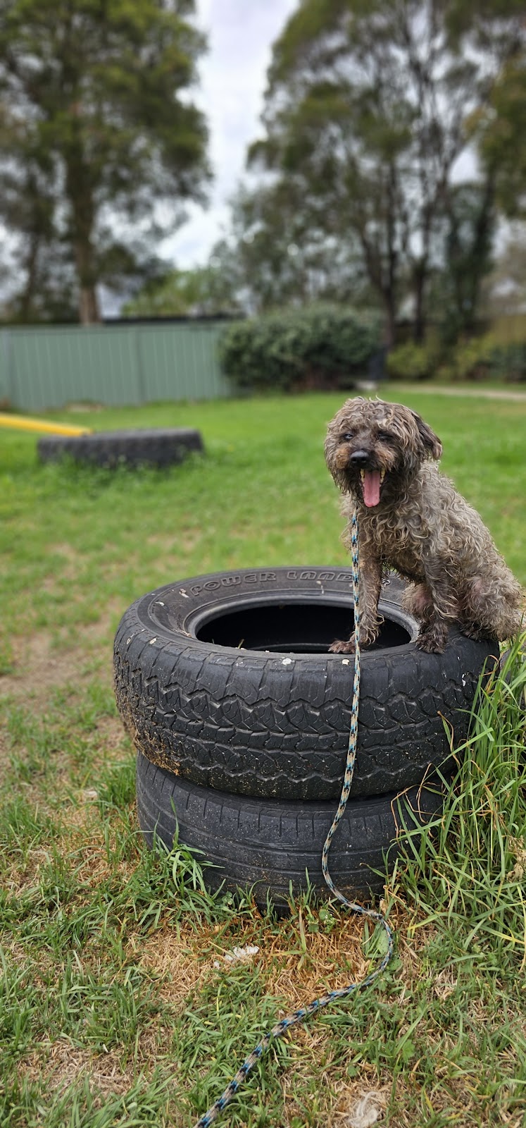 Hollandse Herder kennels | 15 Howell Rd, Londonderry NSW 2753, Australia | Phone: 0448 702 803