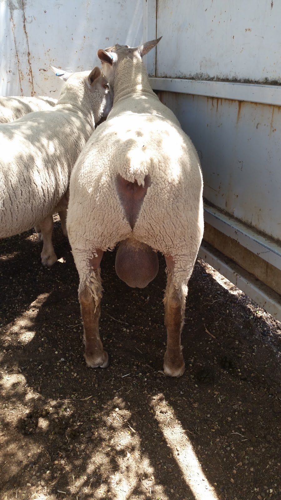 Vortex White Suffolk & Charollais Stud | 1093 Benalla-Yarrawonga Rd, Goorambat VIC 3725, Australia | Phone: 0437 684 786