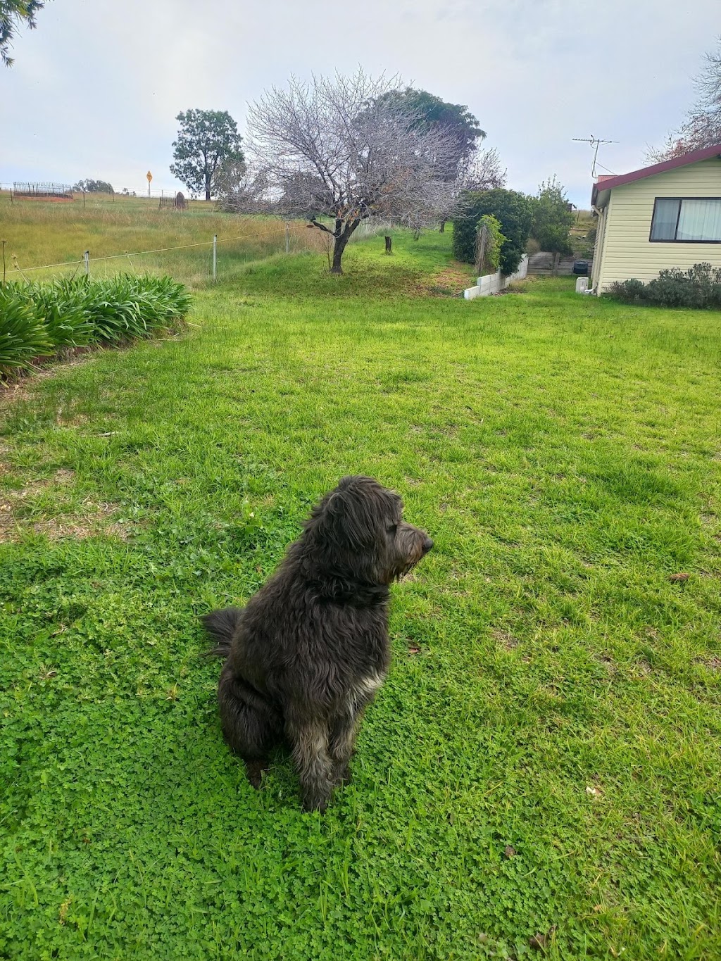 One on one Dog Boarding | Greenwood Rd, Gerogery NSW 2642, Australia | Phone: 0423 154 463