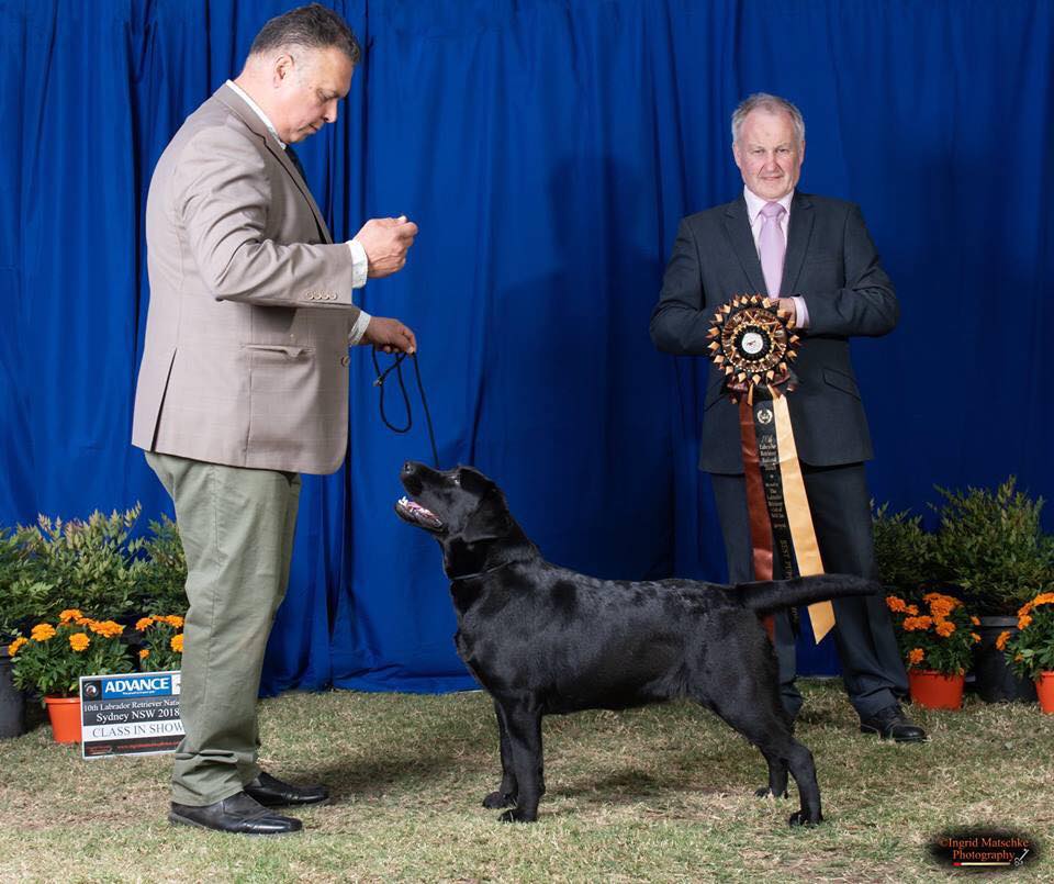 MornDew Labradors | 71 Fiddlers Green Rd, Kyneton VIC 3444, Australia | Phone: 0430 172 601