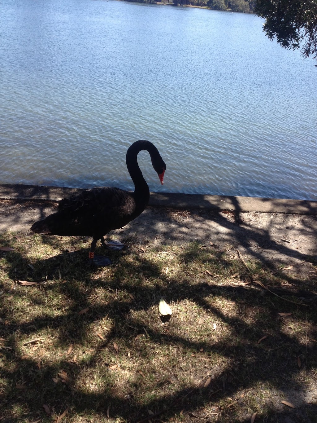 Elizabeth Sloper Park | park | 80 Laguna Ave, Palm Beach QLD 4221, Australia