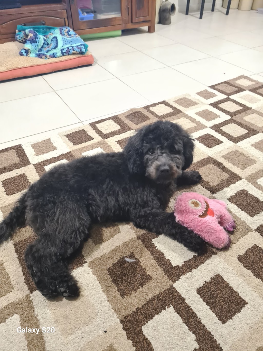 Oscars Groom Room | 410 Wy Yung-Calulu Rd, Ellaswood VIC 3875, Australia | Phone: 0419 608 812