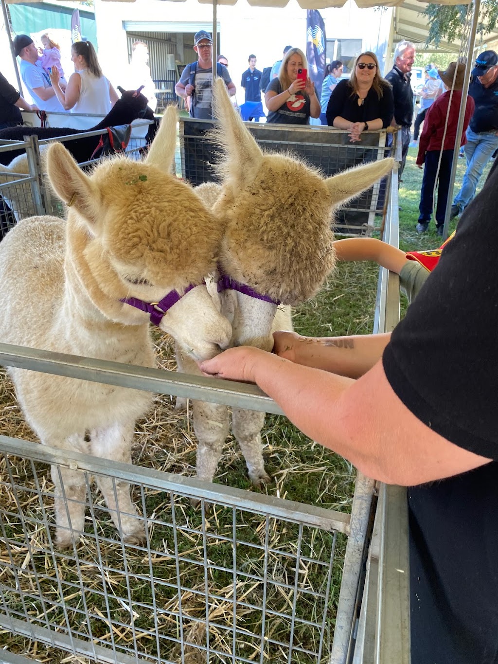 Ironbark Ridge Alpacas | 120 Gadds La, Kurmond NSW 2757, Australia | Phone: 0432 077 055 Ironbark Ridge Alpacas | 120 Gadds La, Kurmond NSW 2757, Australia | Phone: 0432 077 055