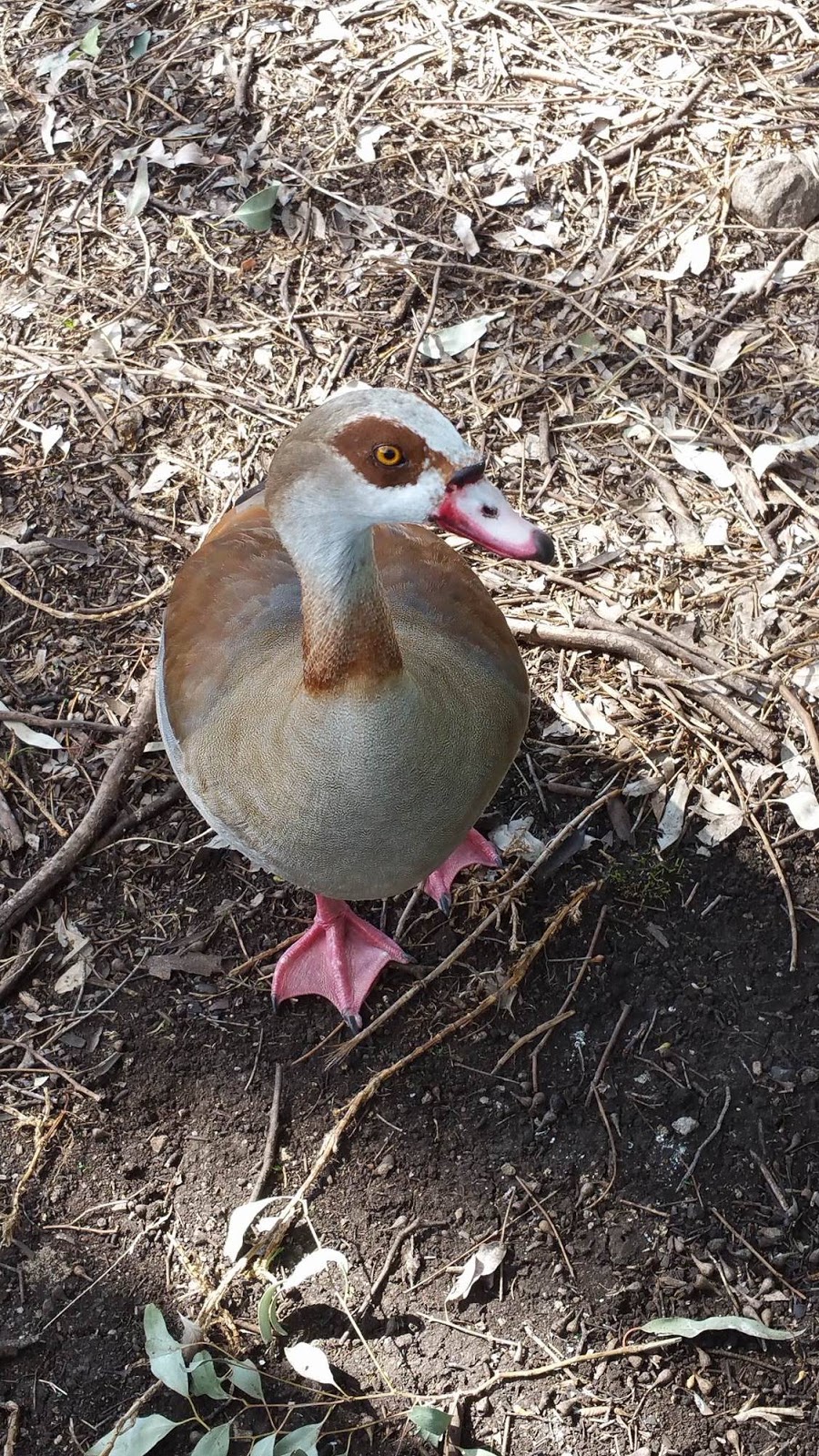 The Pheasant & Waterfowl Society of Australia | 460 Middle Rd, Greenbank QLD 4124, Australia | Phone: 0406 675 819