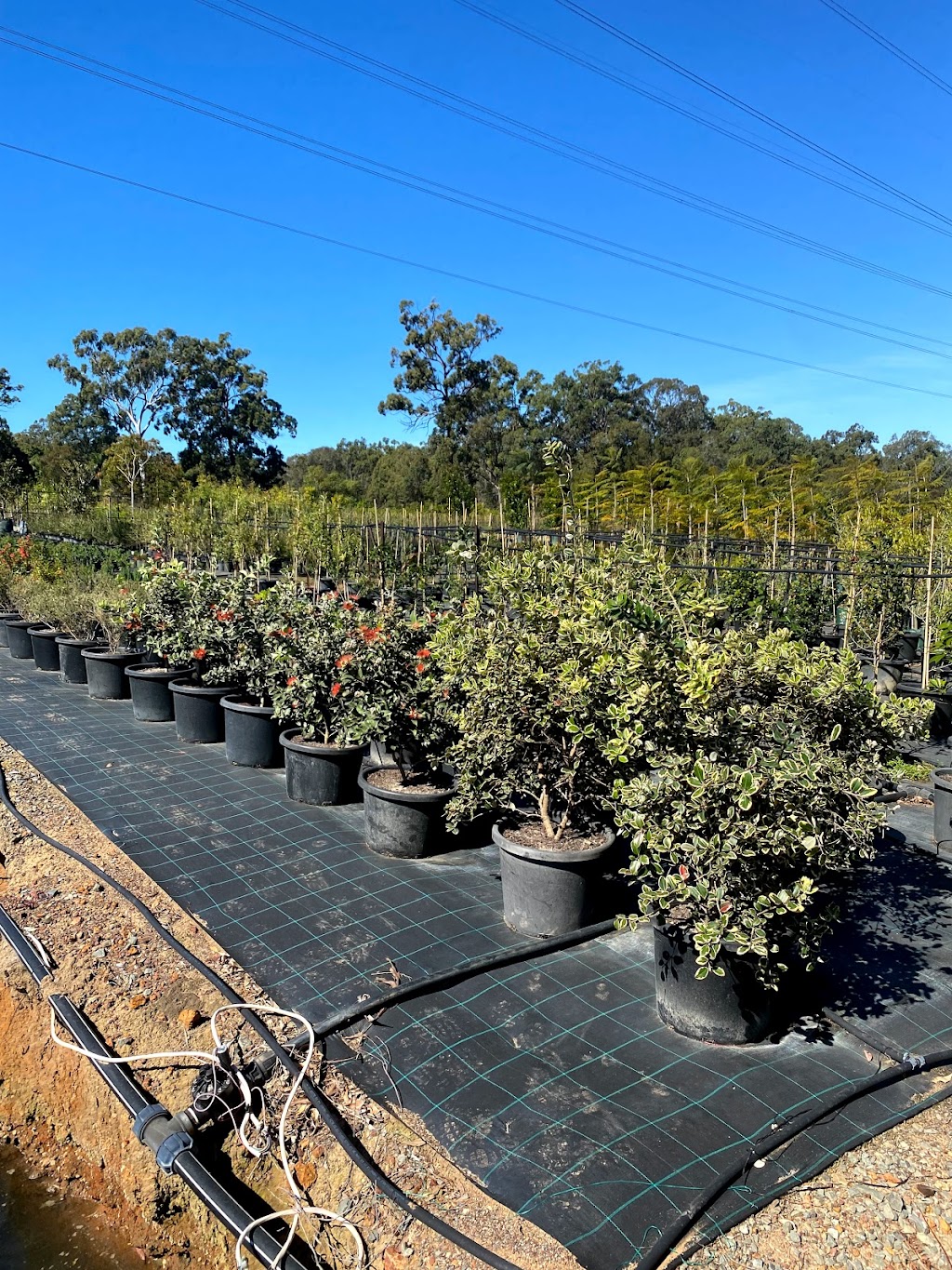 Dalys Native Plants | 57 Weedon St W, Mansfield QLD 4122, Australia | Phone: (07) 3349 0807