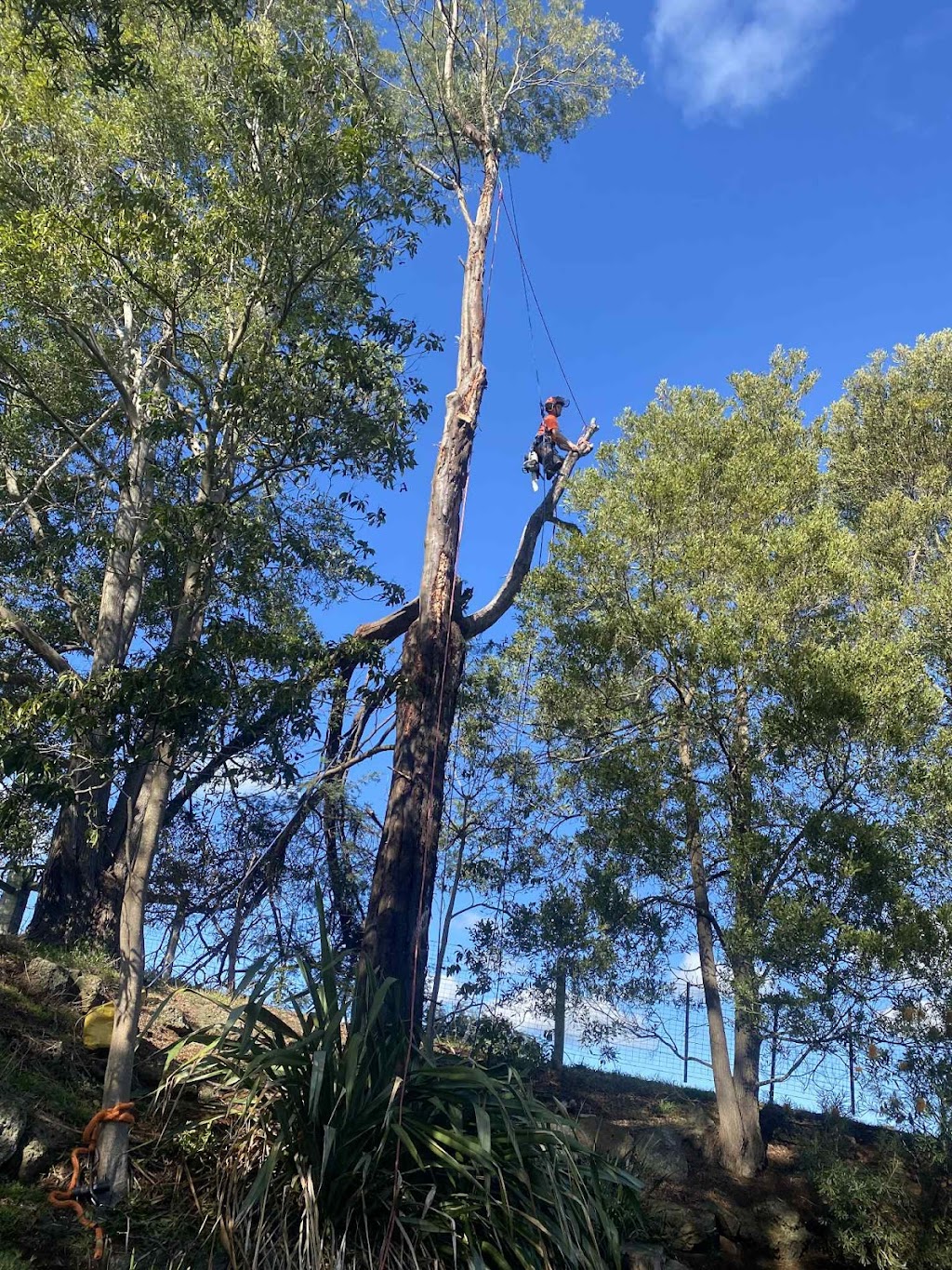 Davidson’s Tree Services | 22 Tynong Rd, Tynong VIC 3813, Australia | Phone: 0401 530 073