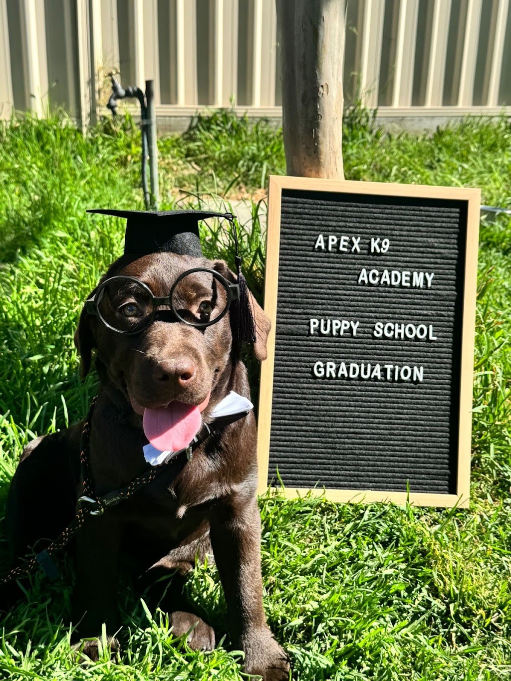 APEX K9 ACADEMY | Toongabbie NSW 2146, Australia | Phone: 0433 686 980