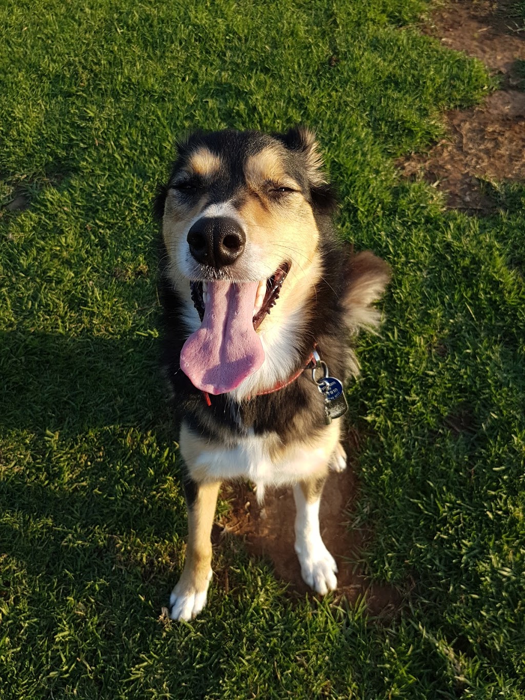 Off leash dog fenced area | park | Perennial Dr, Truganina VIC 3029, Australia