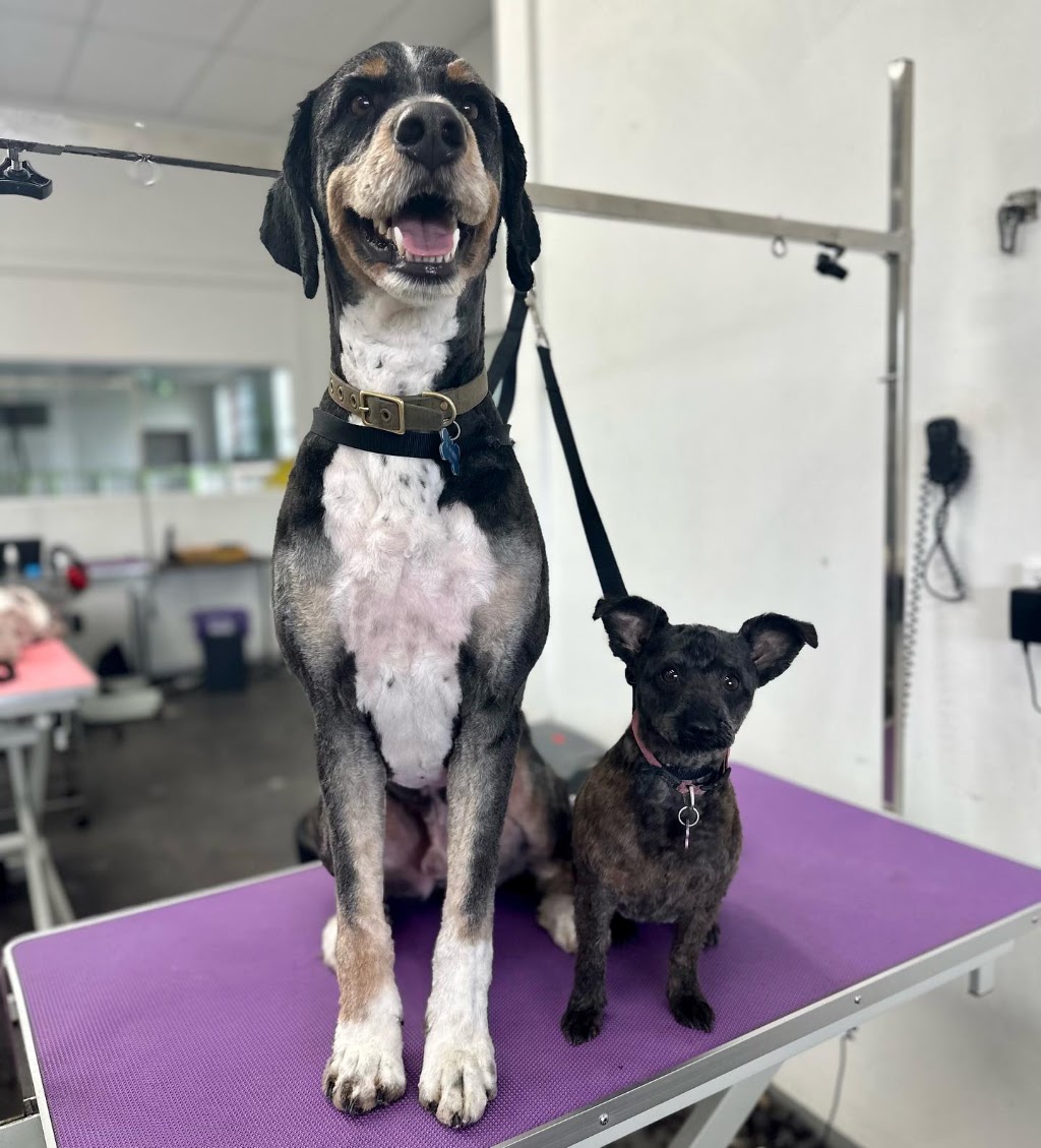 DogTown Grooming & Day Care | 650 South Rd, Moorabbin VIC 3189, Australia | Phone: 0449 894 332