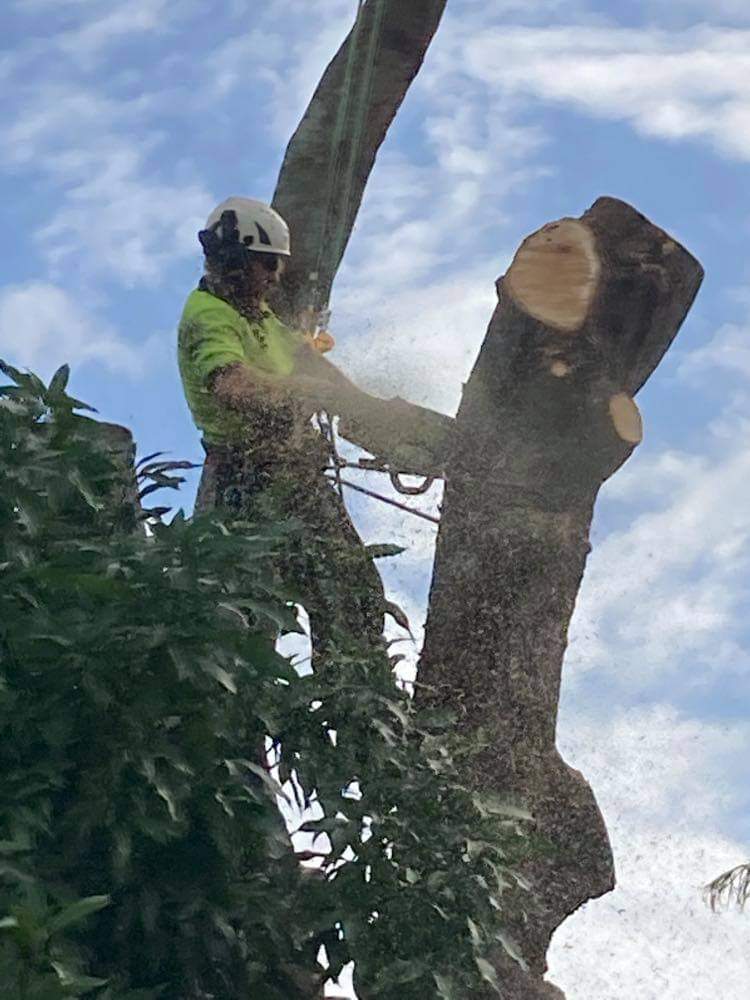 M&S tree services vegetation management | 34 Unity St, Maryborough QLD 4650, Australia | Phone: 0413 911 909