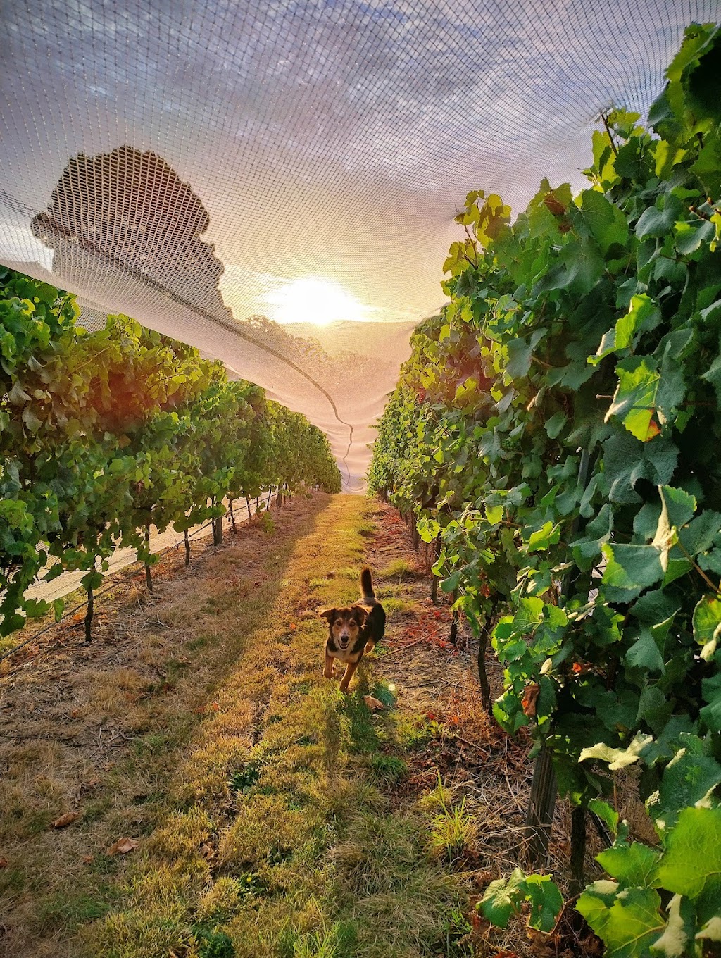 Lalla Colline Vineyard | 361 Lalla Rd, Lalla TAS 7267, Australia | Phone: 0478 550 830