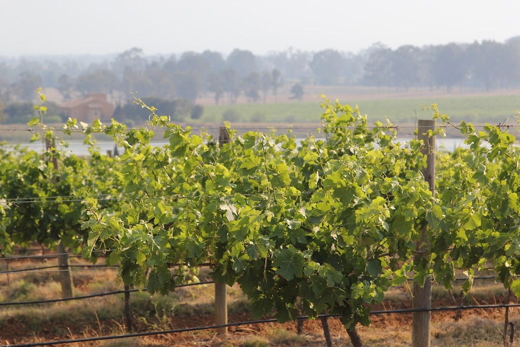 Macquariedale Organic Wines | 1335 Pinnacle Rd, Canobolas NSW 2800, Australia | Phone: 0429 892 812