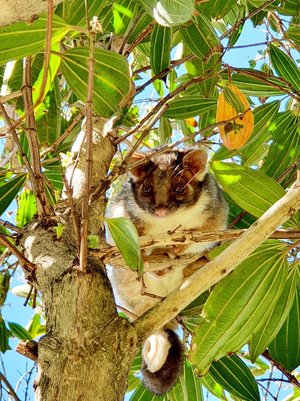 Possum Removal Central Coast - Possum Ranger | 73 Eloora Rd, Long Jetty NSW 2261, Australia | Phone: 0406 201 996