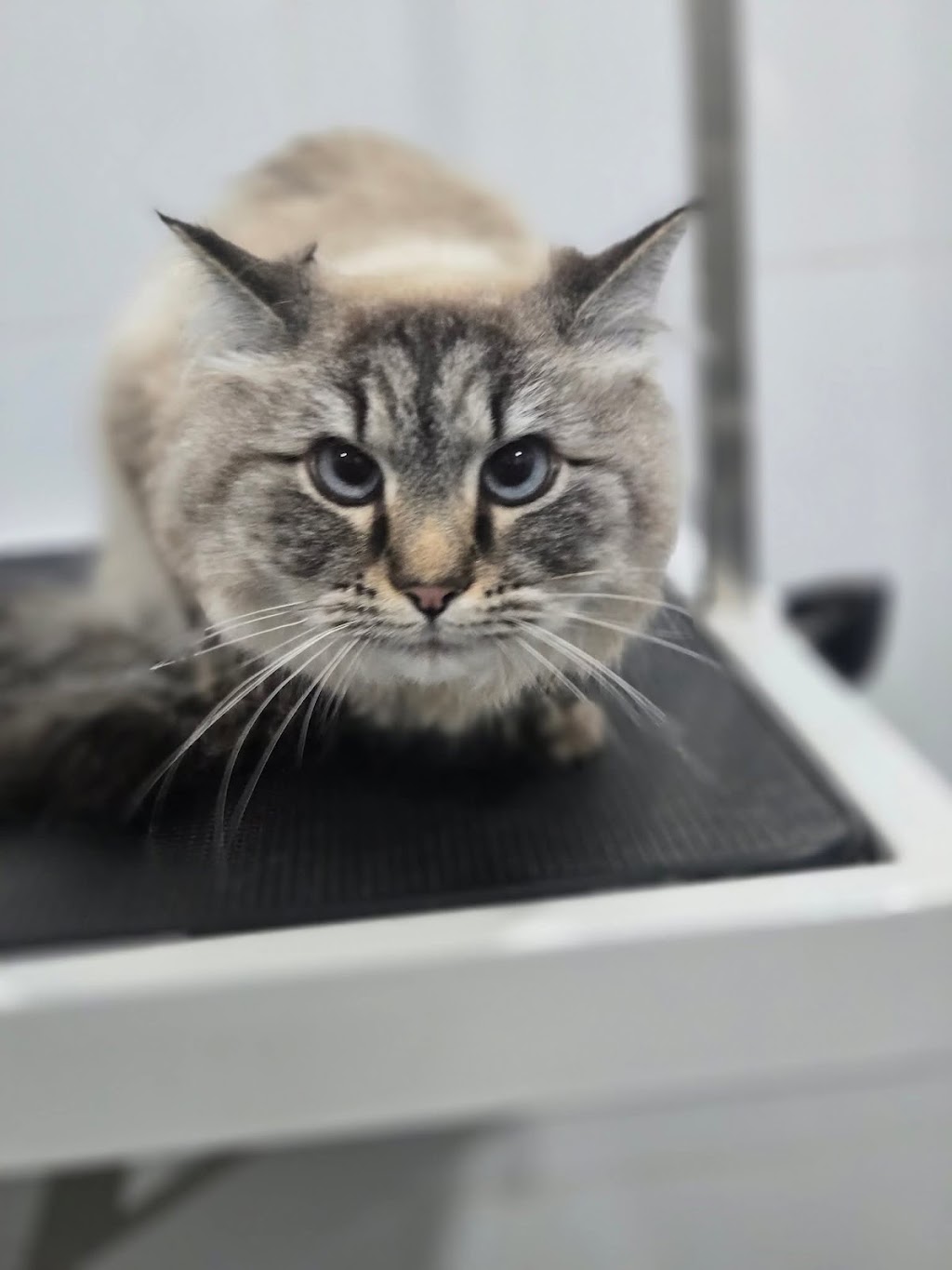 Mountain Pawz | Behind The Antique Shop, 80 Great Western Hwy, Woodford NSW 2778, Australia | Phone: 0415 433 676