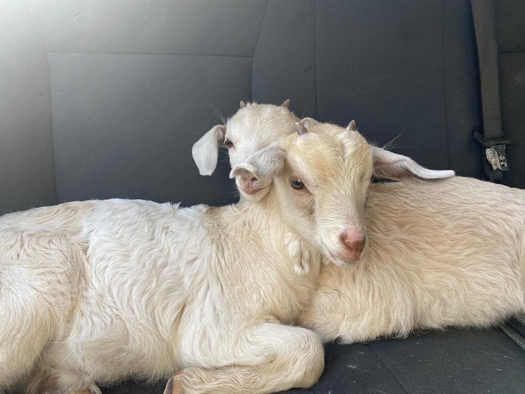 Woodelmo Permaculture Farm | 20 Tullouch Rd, Broughton Vale NSW 2535, Australia | Phone: 0404 299 693