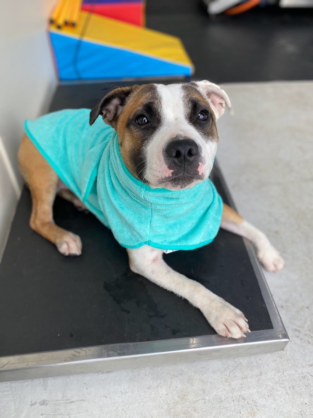 Kylies K9 Hydrotherapy | 25 Alkoomie Pl, Wilton NSW 2571, Australia | Phone: 0419 666 673
