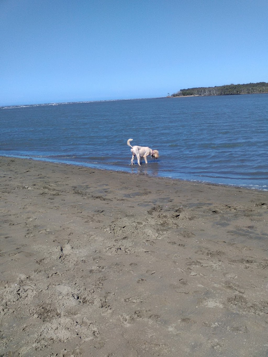 Nudgee Beach Dog park | Nudgee Rd, Nudgee Beach QLD 4014, Australia | Phone: (07) 3403 8888