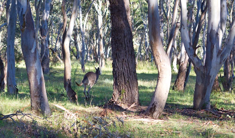 Apsley Falls campground | campground | Apsley Falls Road, Walcha NSW 2354, Australia | 0267774700 OR +61 2 6777 4700