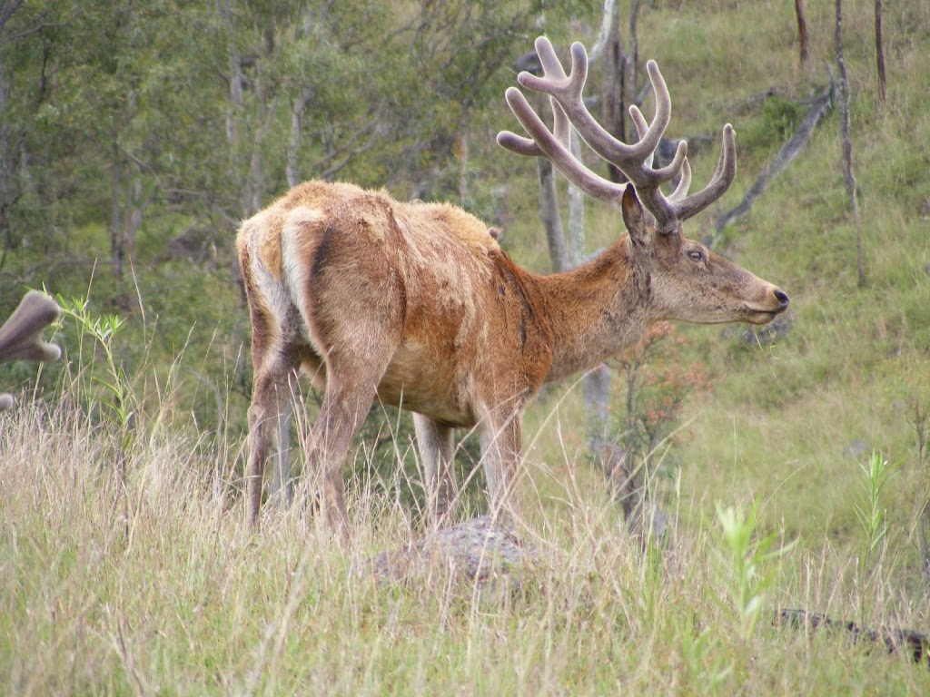 Queensland Deer Management Group, Australian Deer Association | 75 Roderick St, Cornubia QLD 4130, Australia | Phone: (07) 3806 1488