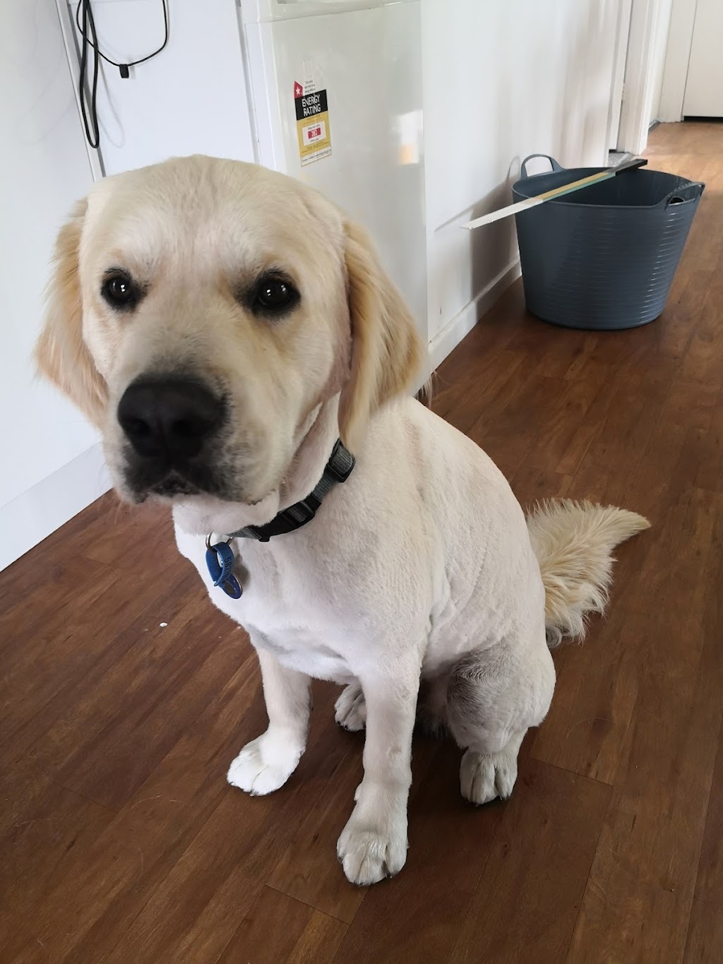 Shampooches Pet Grooming Salon | 3546 Mount Mee Rd, King Scrub, Dayboro QLD 4521, Australia | Phone: 0407 303 359