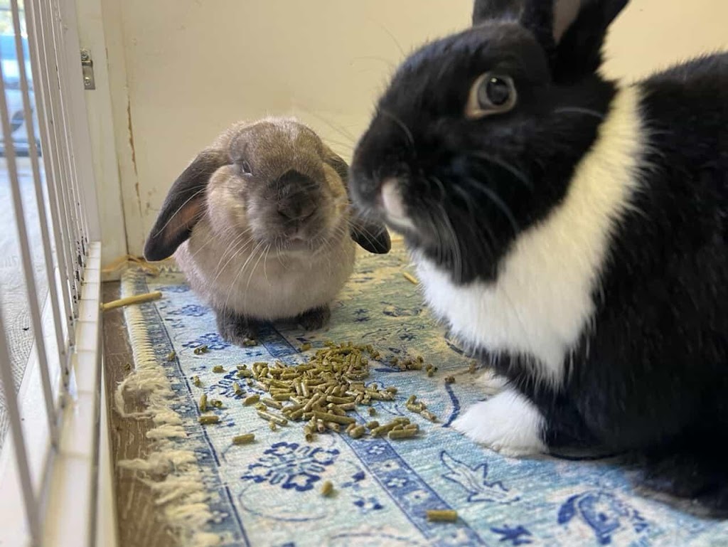 Bunny Bunks | Bateau Bay Rd, Bateau Bay NSW 2261, Australia | Phone: 0404 686 528