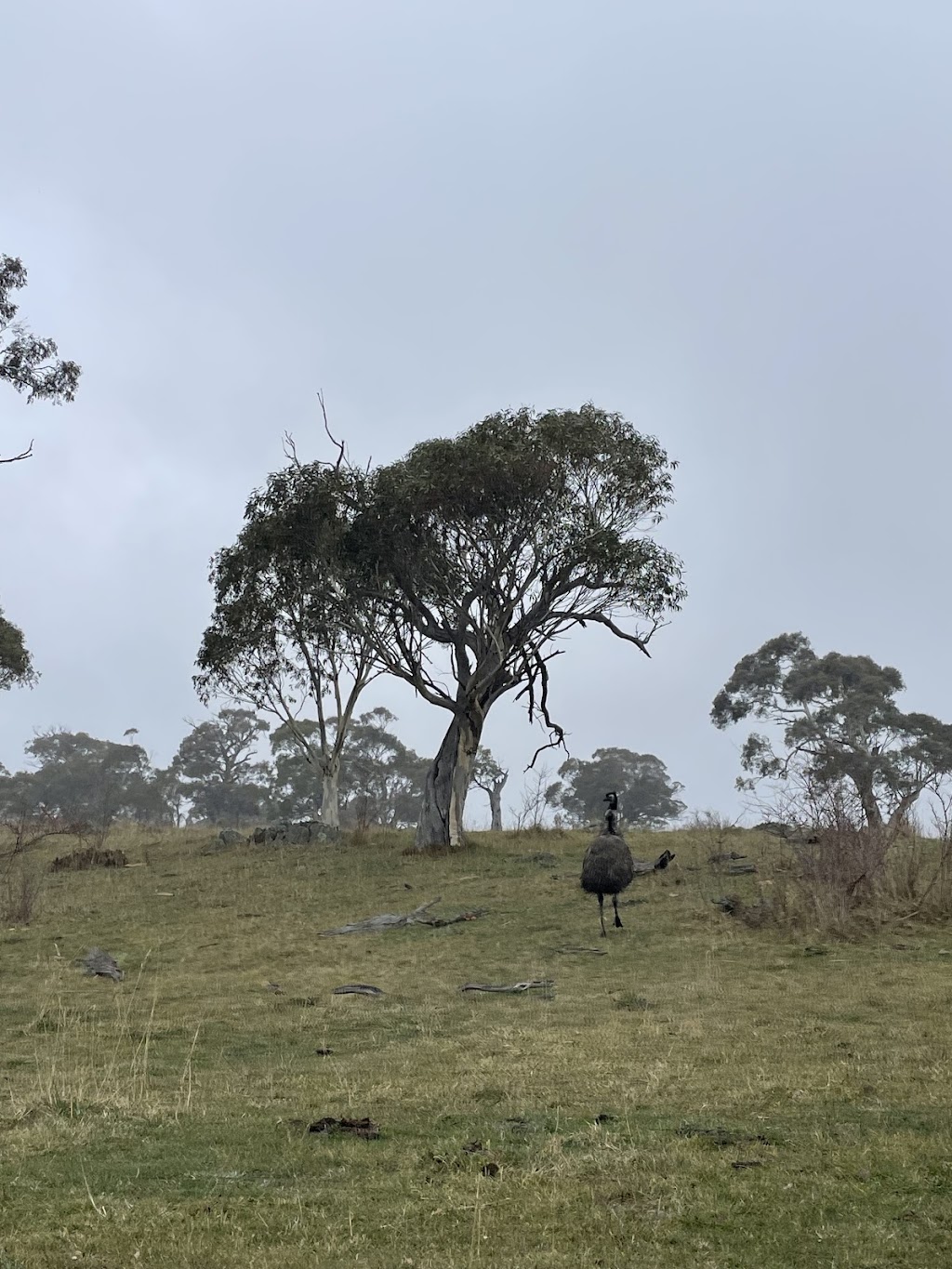 Big Yard Farm Snowy Mountains | 696 Big Yard Rd, Moonbah NSW 2627, Australia | Phone: 0425 318 966