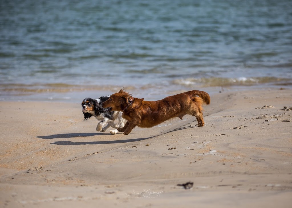 Dog Friendly Beach - Tassells Cove | park | Marine Dr, Safety Beach VIC 3936, Australia