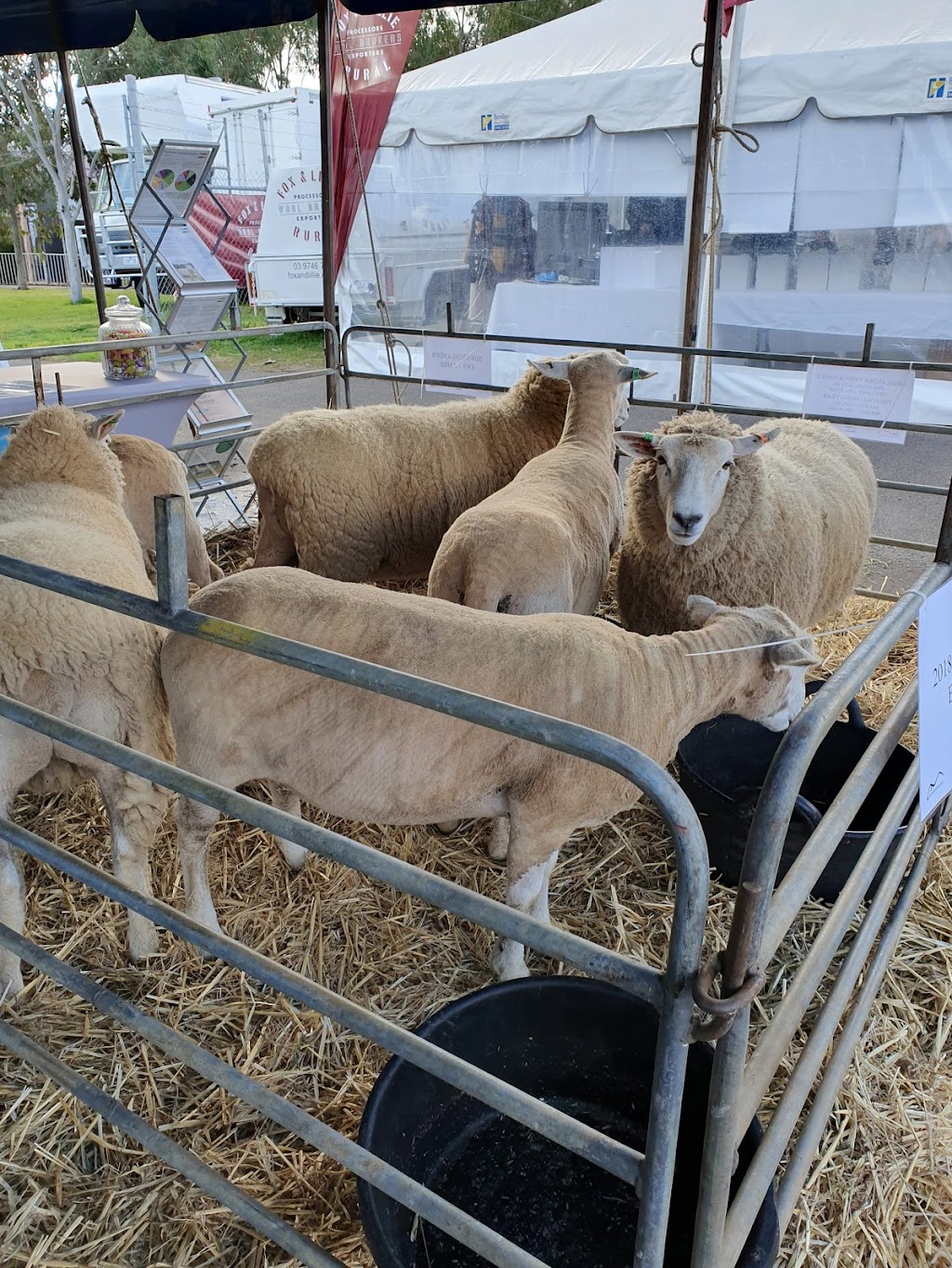 Bendigo Agricultural Show | 42-72 Holmes Rd, North Bendigo VIC 3550, Australia | Phone: (03) 5444 4646
