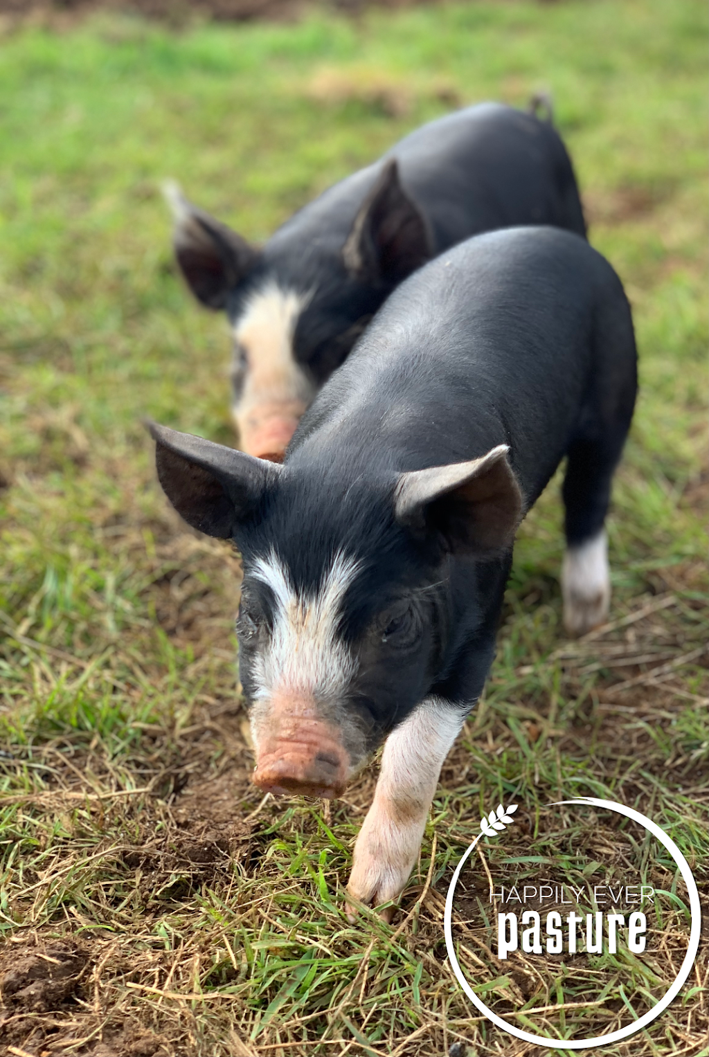 Happily Ever Pasture | 463 Oonah Rd, Tewkesbury TAS 7321, Australia | Phone: 0411 950 088