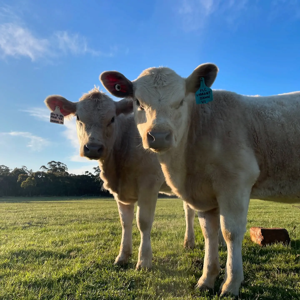 Ferguson Livestock | 306 Snake Valley-Chepstowe Rd, Snake Valley VIC 3351, Australia | Phone: 0412 144 625
