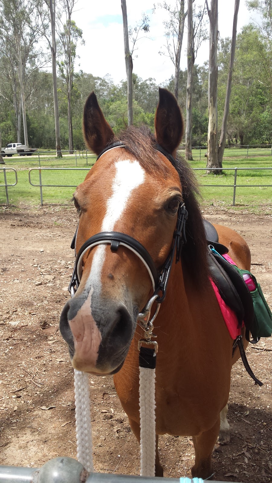 Slickers Horse Riding | 116 Dunlop Ln, Kurwongbah QLD 4503, Australia | Phone: (07) 3285 1444