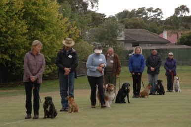 Dobermann & Dog Obedience Club Ltd | Electra Reserve, Ashwood VIC 3147, Australia | Phone: 0428 386 984