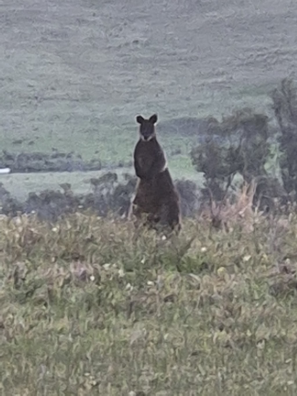 Mystery Bay Kelp | 31 Casey Cres, Mystery Bay NSW 2546, Australia | Phone: 0438 833 319