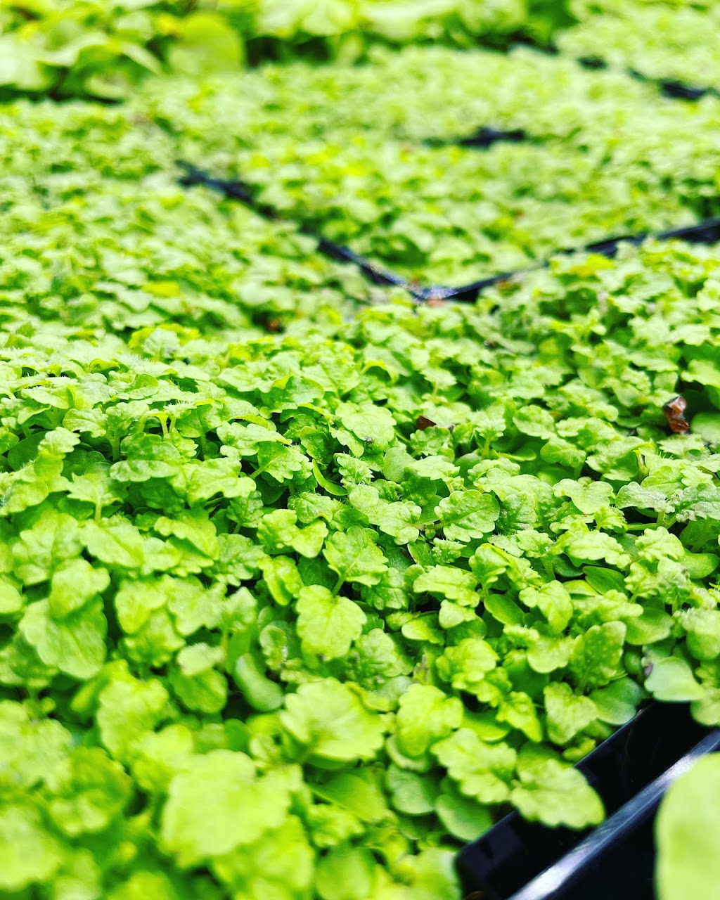 Amberly Microgreens | 325 Kambah Pool Rd, Australian Capital Territory 2902, Australia | Phone: 0401 639 408