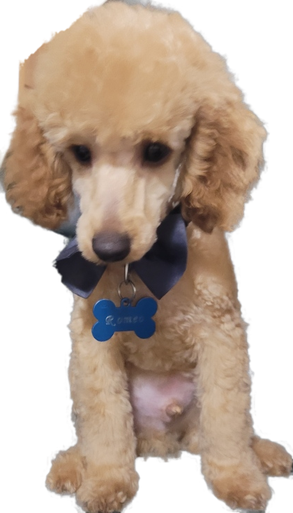 NORTHERN BEACHES CAVOODLES | pet store | Ronald Ave, Narraweena NSW 2099, Australia | 0403284501 OR +61 403 284 501