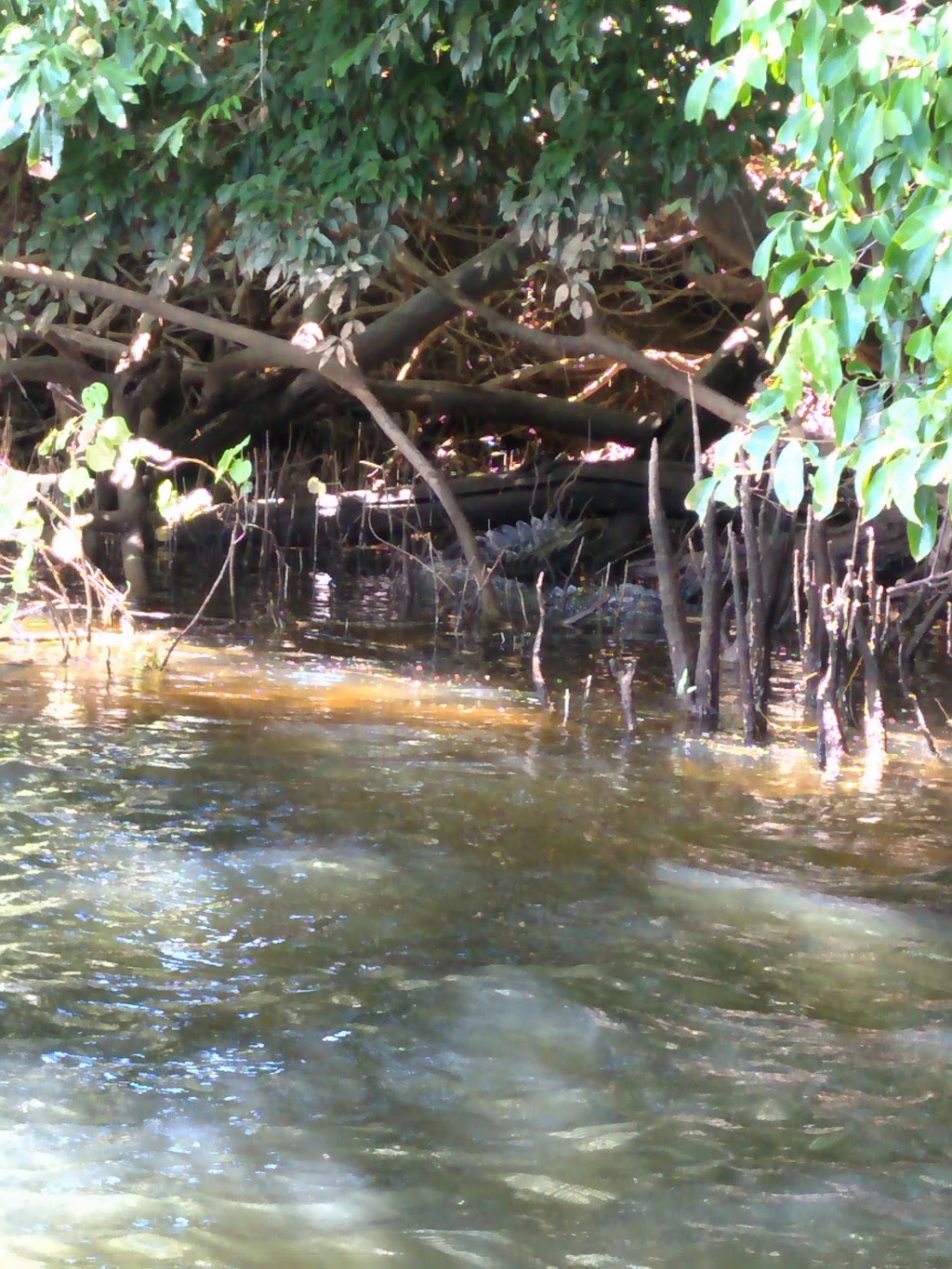 Crocodile Express Daintree River Cruises | travel agency | 5 Stewart St, Daintree QLD 4873, Australia | 0740986120 OR +61 7 4098 6120