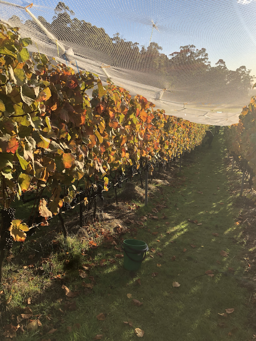 Myrtle Creek Vineyard | 176 Myrtle Creek Rd, Liffey TAS 7301, Australia | Phone: 0407 007 843