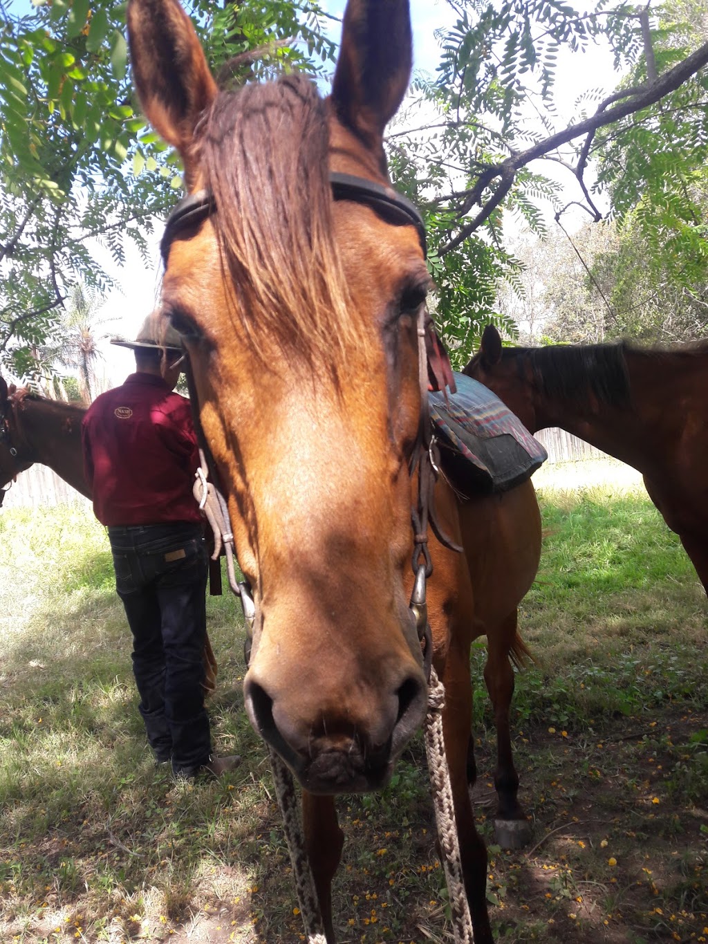 Nash Horse Trekking | travel agency | 90 Willaura Dr, Coominya QLD 4311, Australia | 0413248898 OR +61 413 248 898