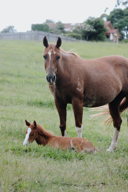 Foundation First Horsemanship | 339 Slopes Rd, Kurmond NSW 2757, Australia | Phone: 0418 960 233 Foundation First Horsemanship | 339 Slopes Rd, Kurmond NSW 2757, Australia | Phone: 0418 960 233