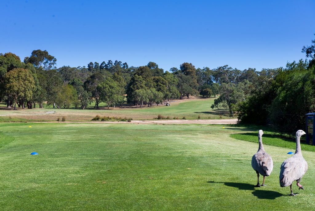 Devilbend Golf Club | 48 Loders Rd, Moorooduc VIC 3933, Australia | Phone: (03) 5978 8470