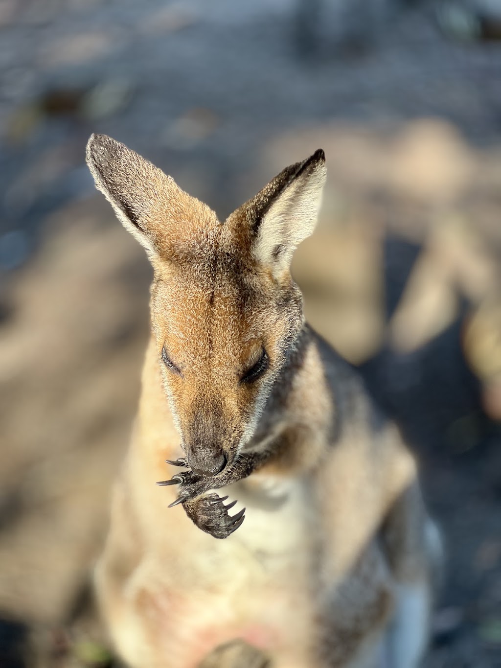 ISTARI - Australian Bush Life | 1074 Stockyard Creek Rd, Stockyard Creek NSW 2460, Australia | Phone: 0458 009 679
