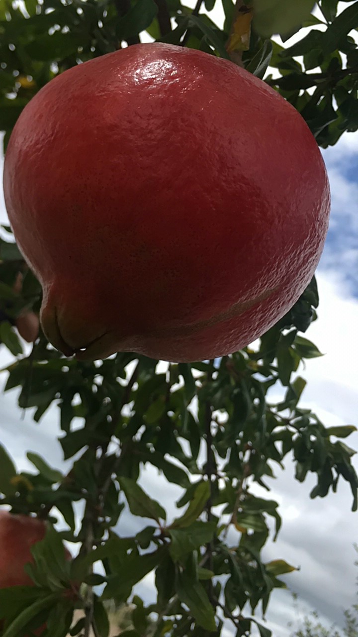 GINGIN POMEGRANATES AND DATES | 276 Airfield Rd, Bambun WA 6503, Australia | Phone: 0402 930 398