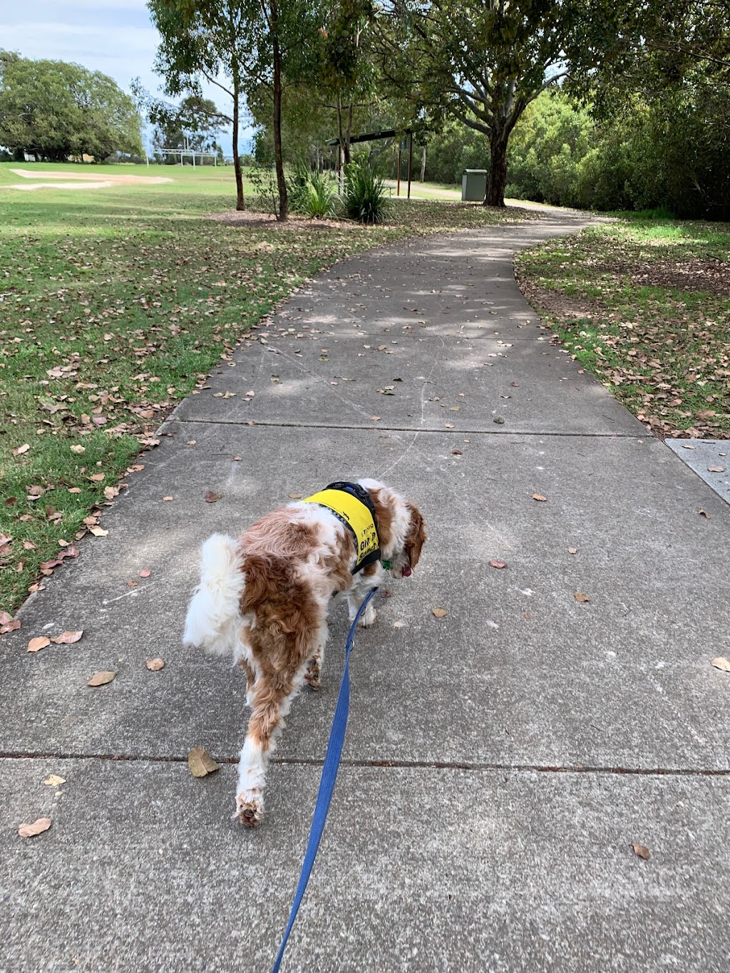 Perfection Pet Services | 15 Margaret St, Alexandra Hills QLD 4161, Australia | Phone: 0407 122 139