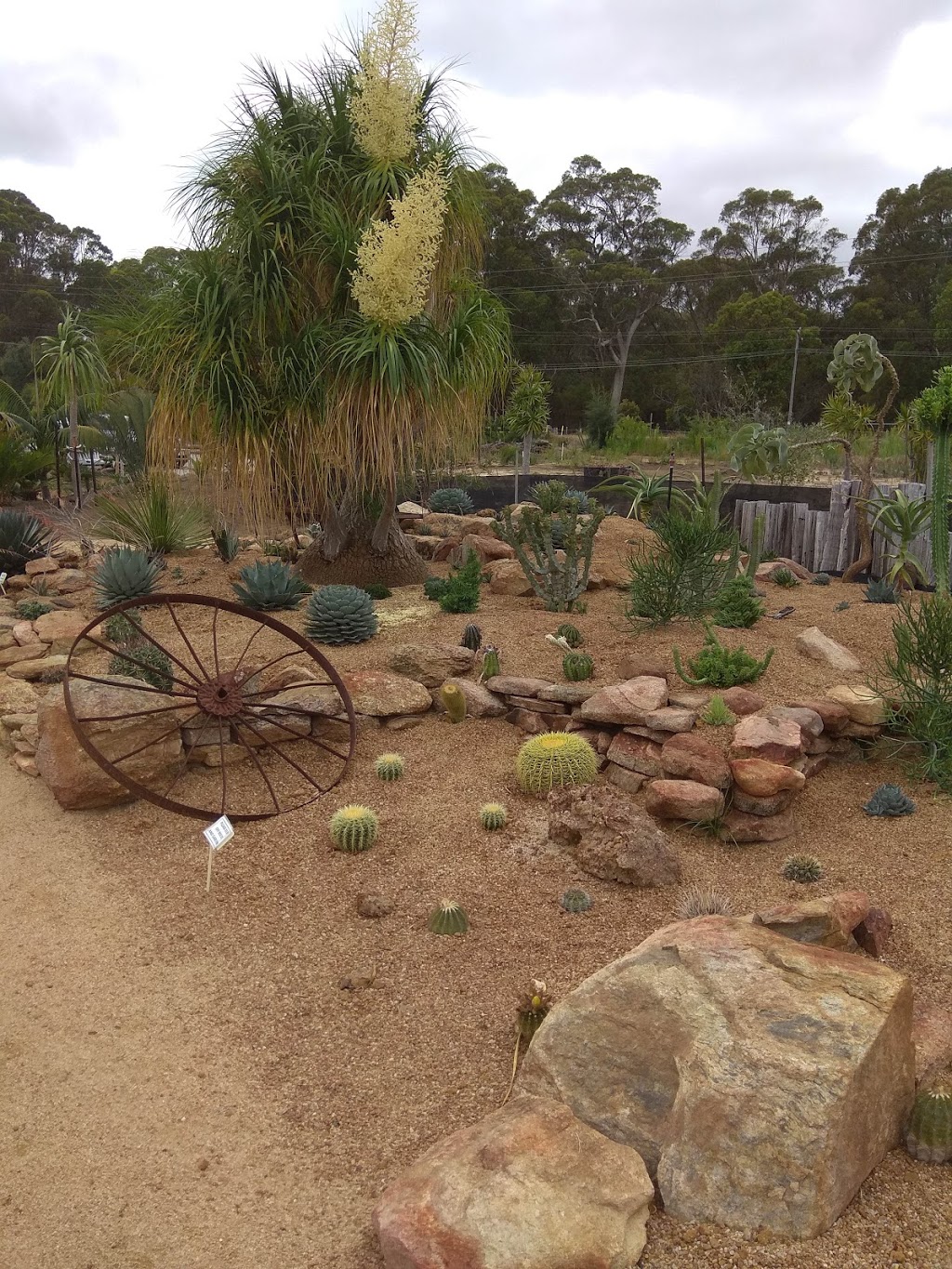 Karnup Nursery - Arid & Exotic Plants | store | 77 Fletcher Rd, Karnup WA 6176, Australia | 0408916780 OR +61 408 916 780