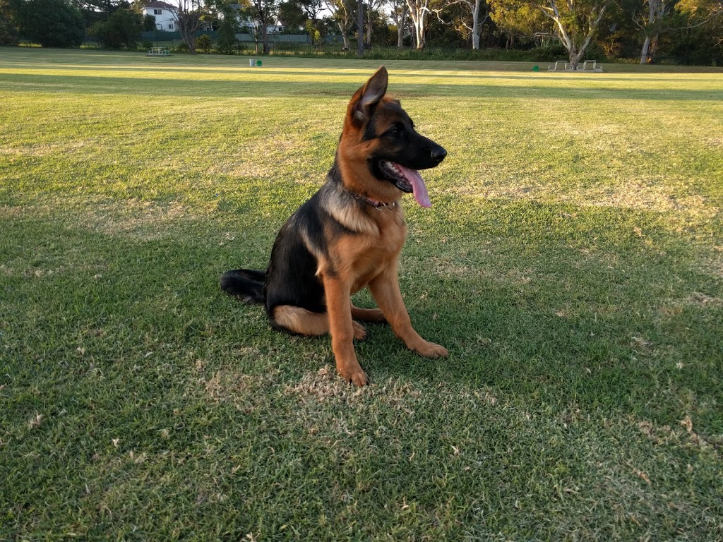 Sutherland Shire Dog Training Club Inc | Waratah Park, Rawson Ave, Sutherland NSW 2232, Australia | Phone: (02) 9521 1633